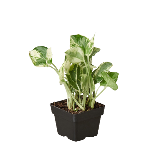 Pothos 'N’Joy' | Easy-Care Trailing Plant