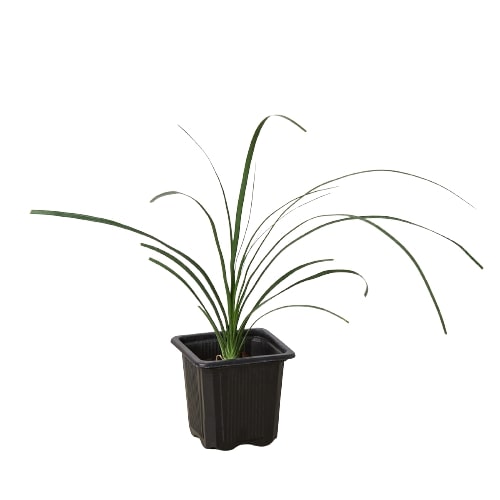 Ponytail Palm – Drought-Tolerant Sculptural Indoor Tree