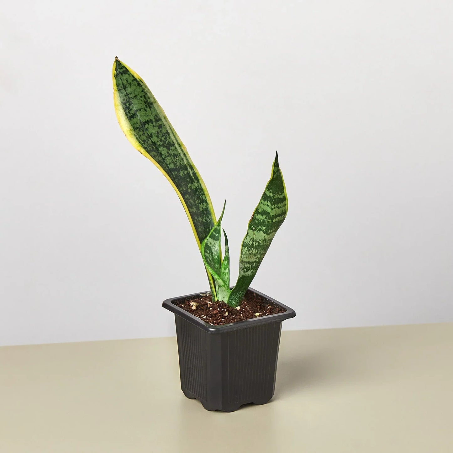 Snake Plant ‘Laurentii’ | Bold, Air-Purifying Foliage