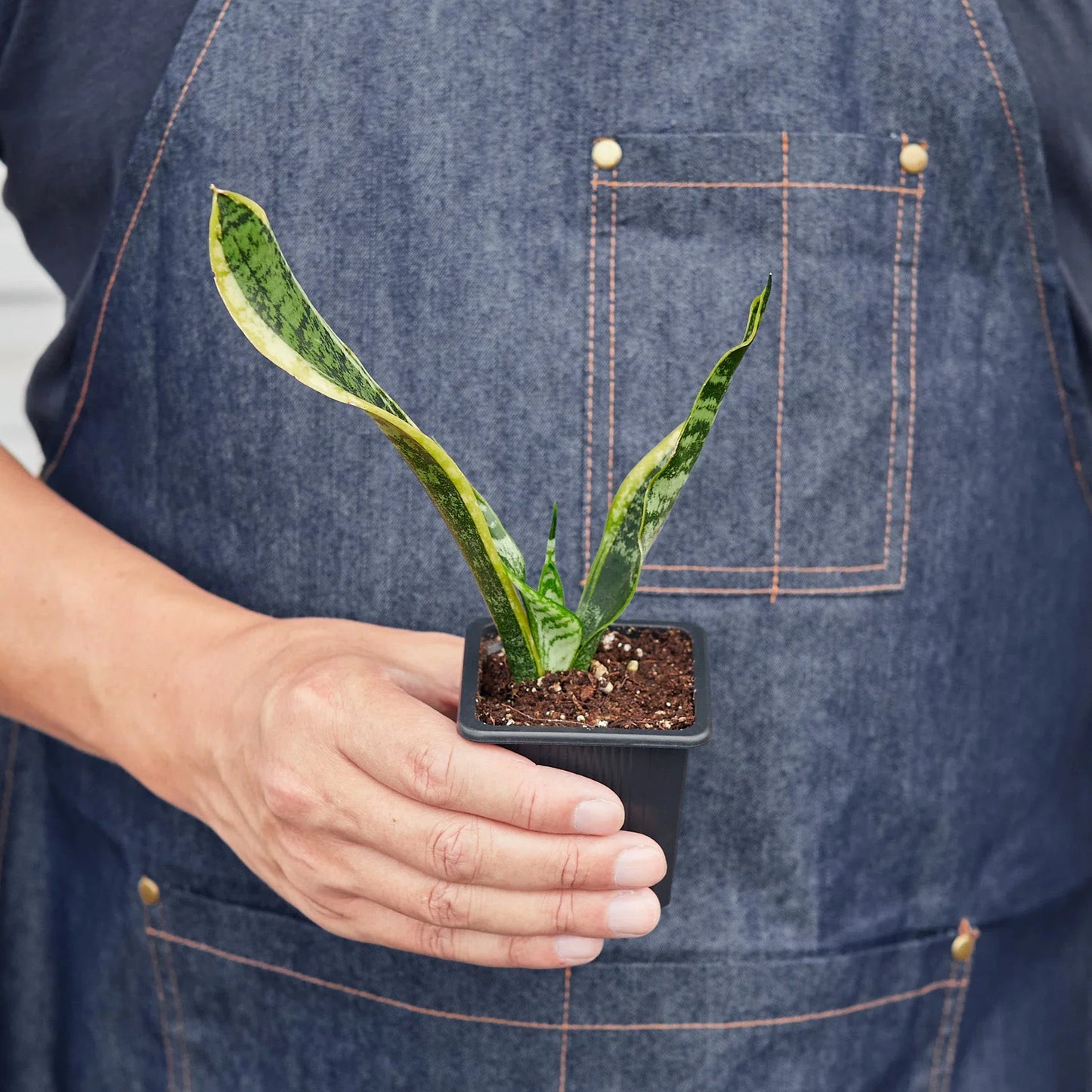 Snake Plant ‘Laurentii’ | Bold, Air-Purifying Foliage