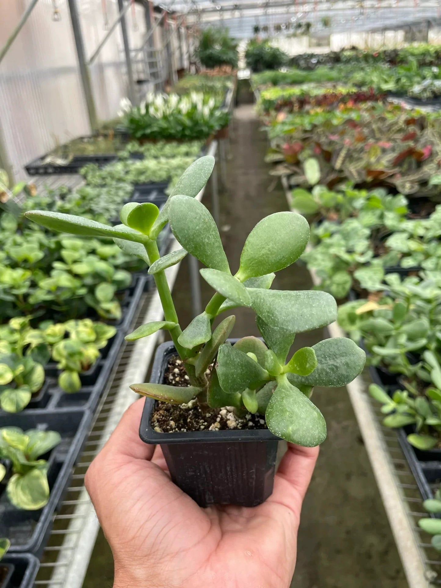 Easy-care Jade Plant Crassula Ovata in a small black pot held in a hand with thick oval pale green leaves. Shipped live by Plants & Roses Inc.