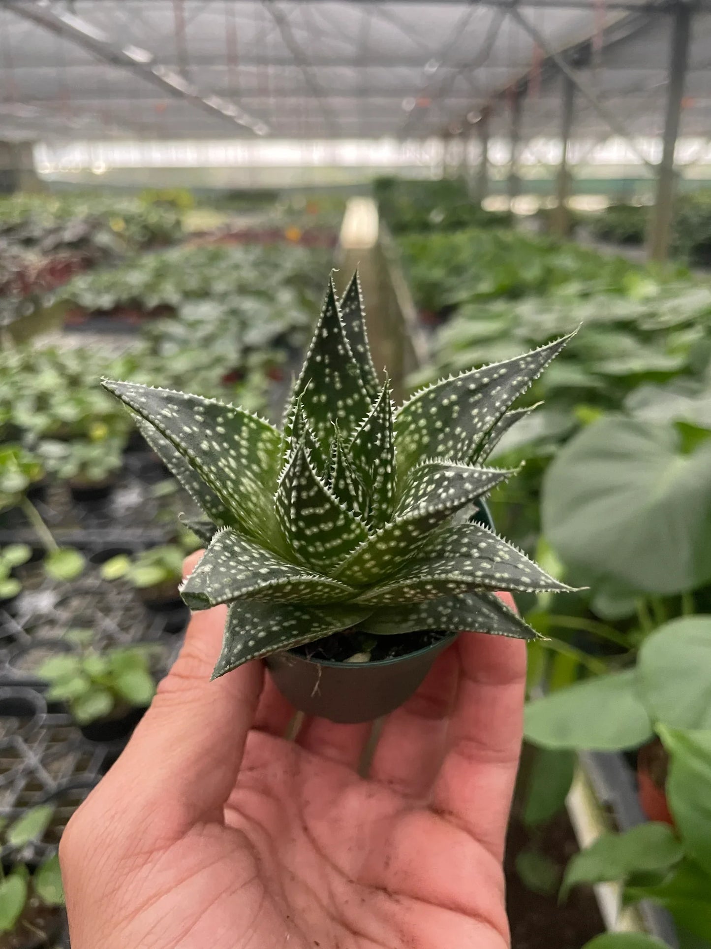 Gasteria ‘Durban’ | Unique, Low Maintenance Accent