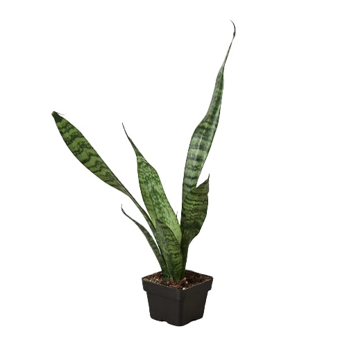 Snake Plant ‘Zeylanica’ | Bold, Easy-Care Air Purifier