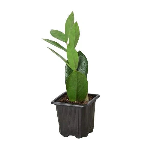 ZZ Plant | Low-Light, Hardy Air-Purifying Plant