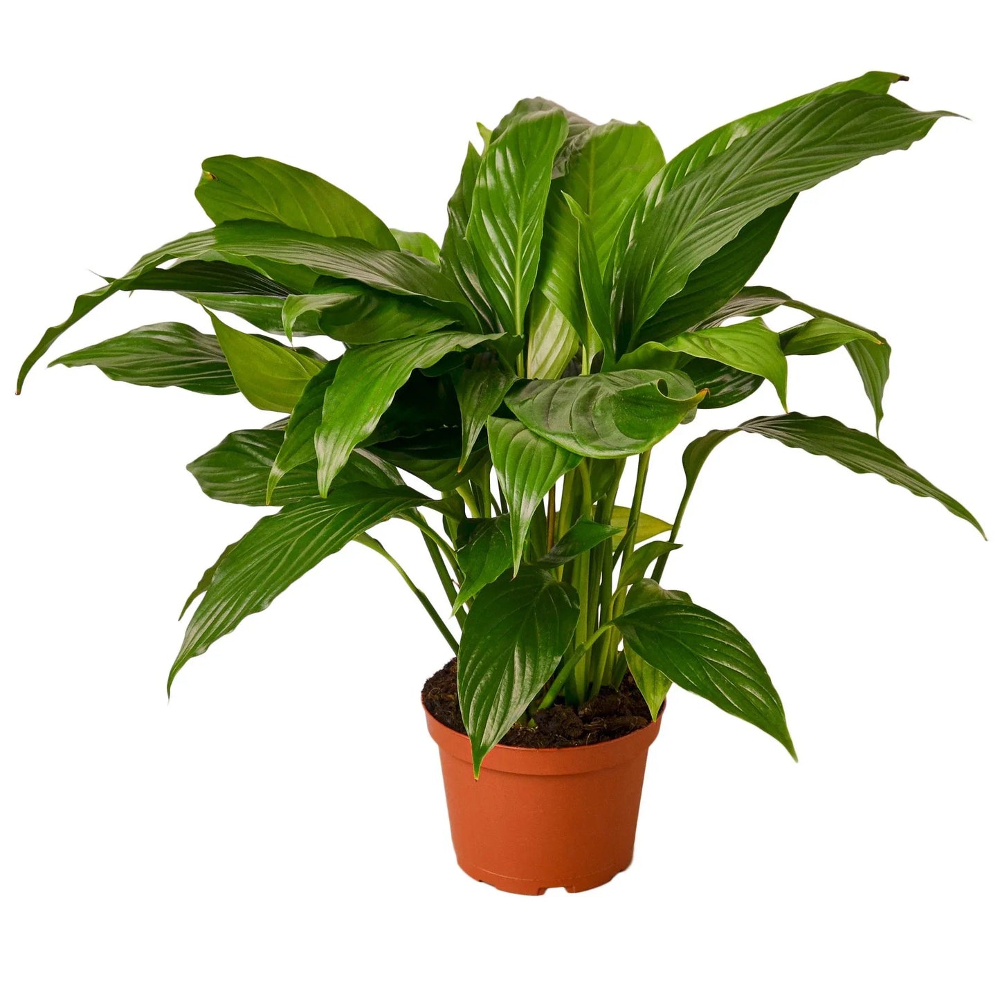 Peace Lily | Flowering, Low-Light Air Purifier