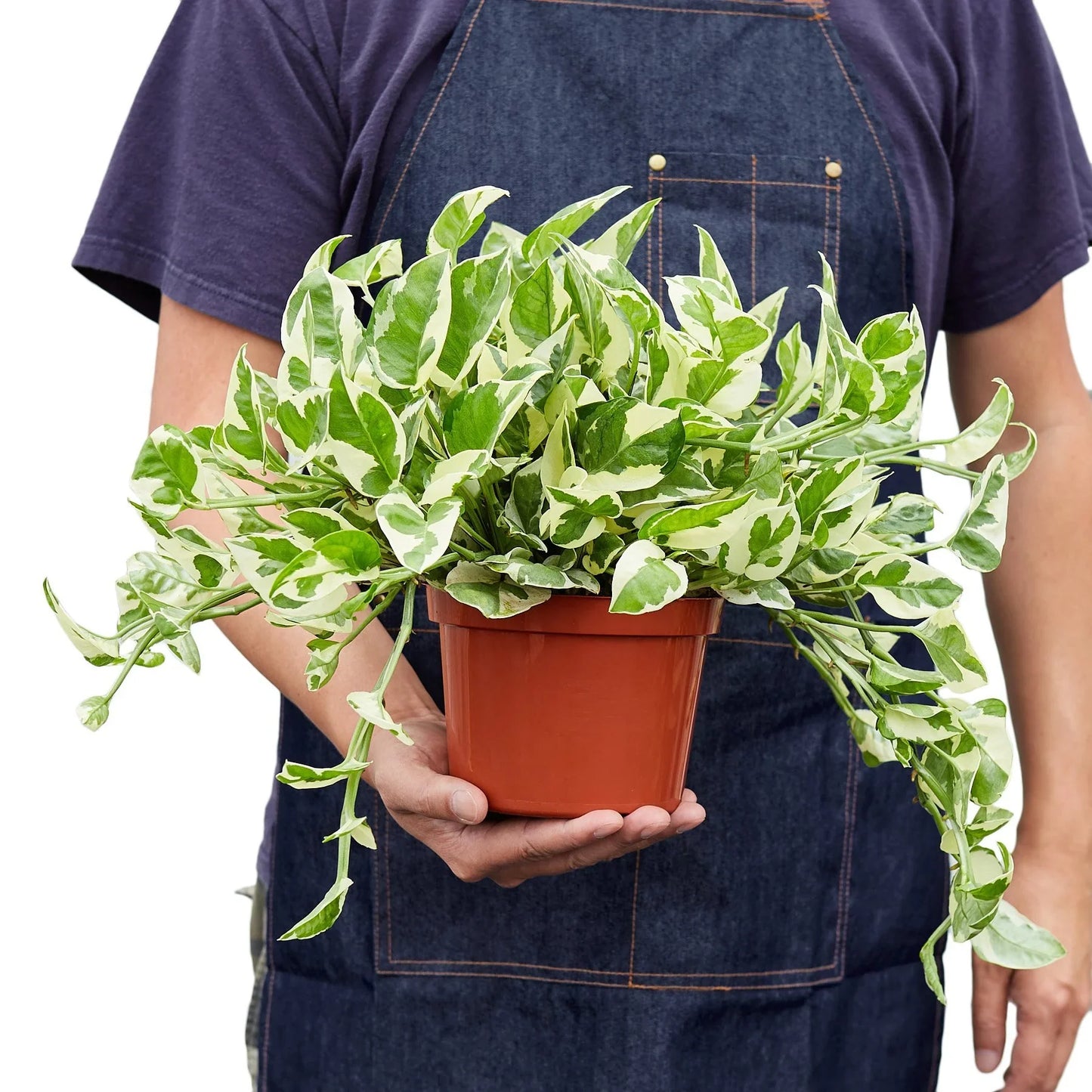 Pothos 'N’Joy' | Easy-Care Trailing Plant