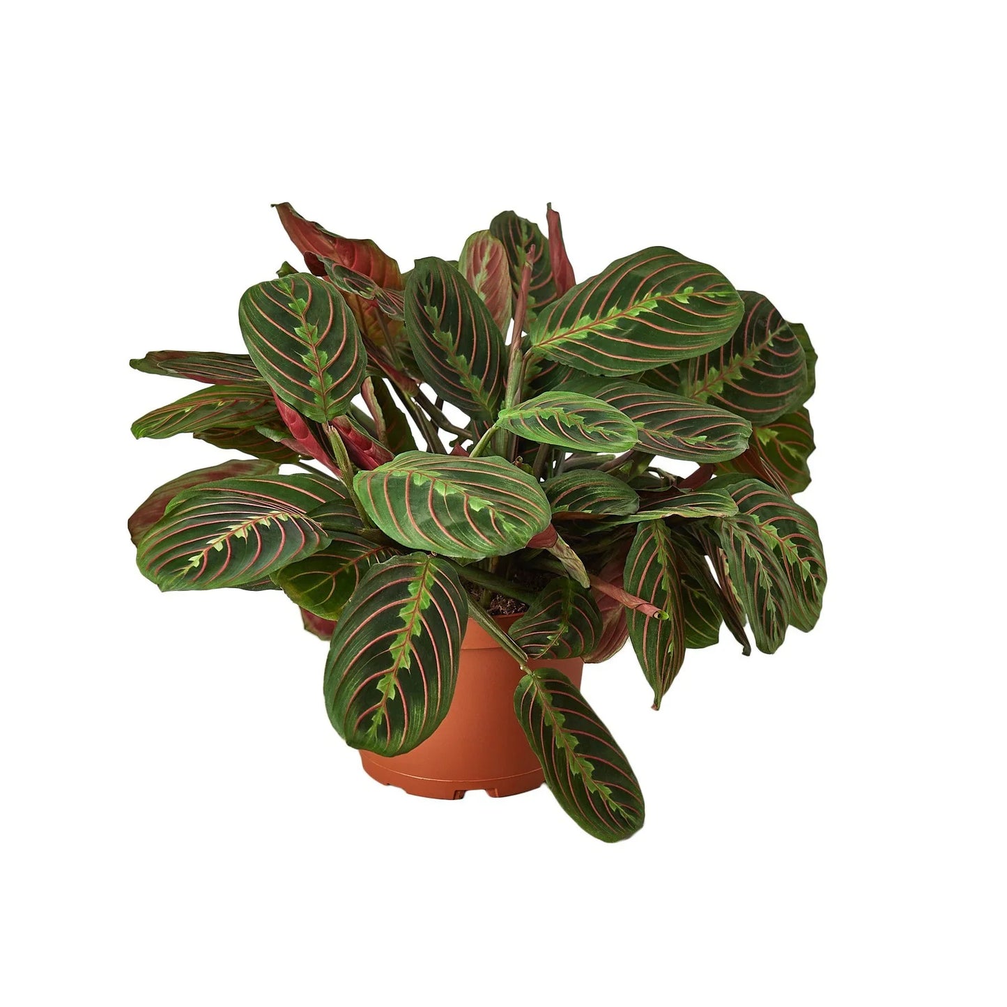 Red Prayer Plant | Pet-Safe Hanging Foliage
