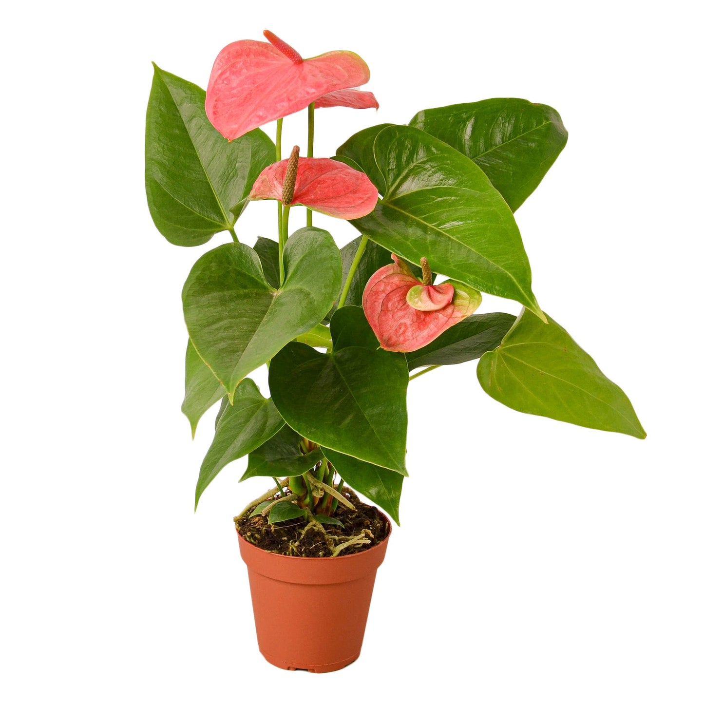 Anthurium ‘Pink’ | Glossy Blooming Tropical Plant