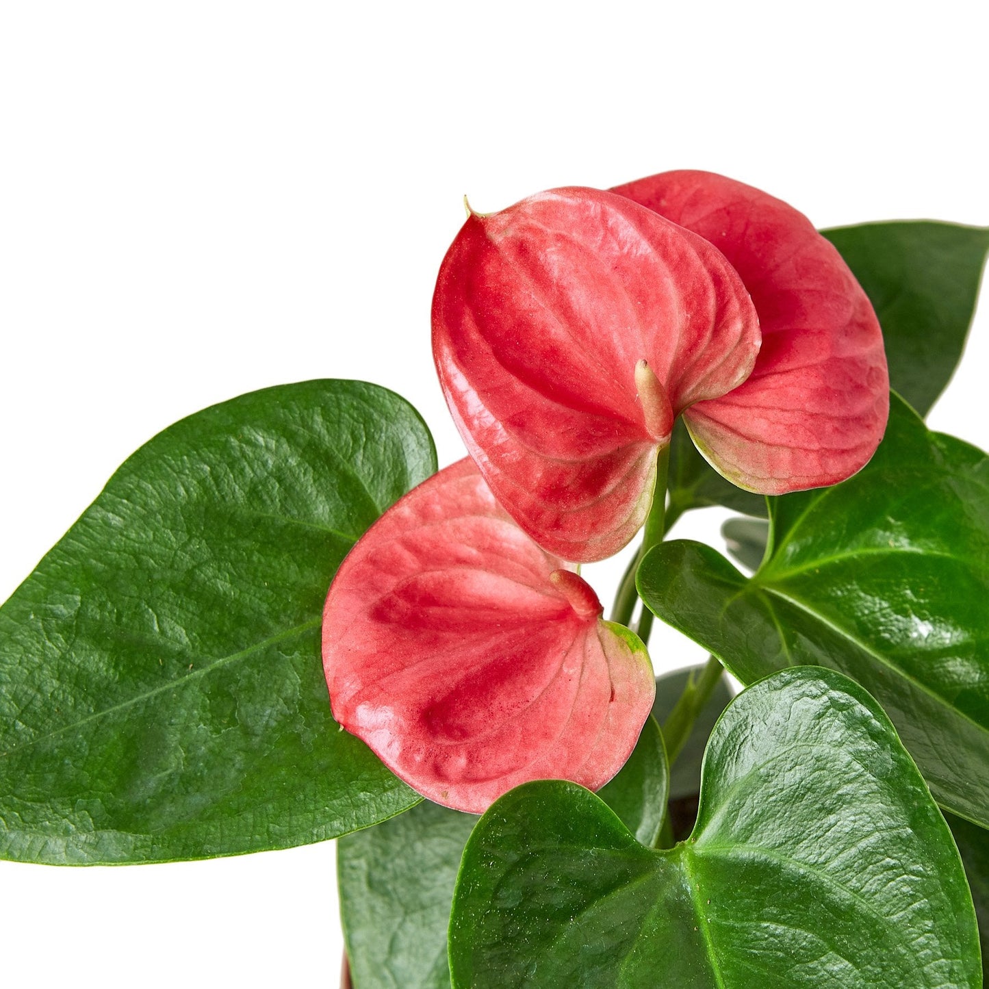 Anthurium ‘Pink’ | Glossy Blooming Tropical Plant