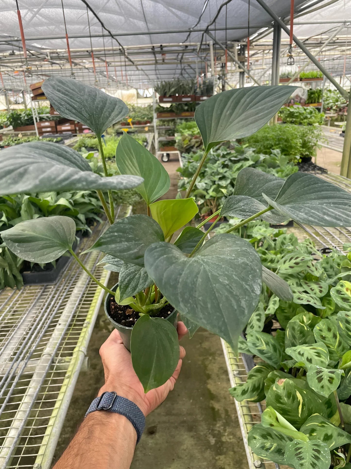Homalomena 'Emerald Gem' - Upright Shield Plant