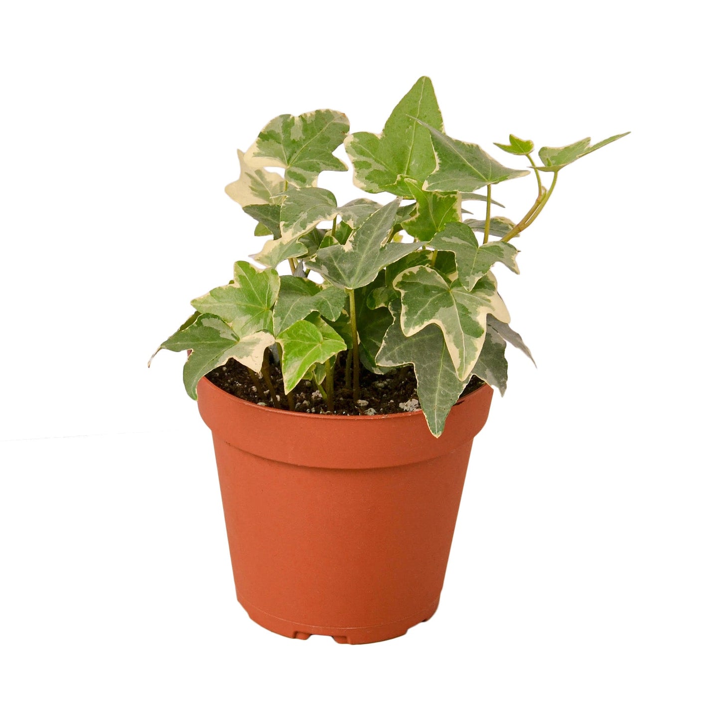 English Ivy 'Glacier' - Variegated Hedera helix