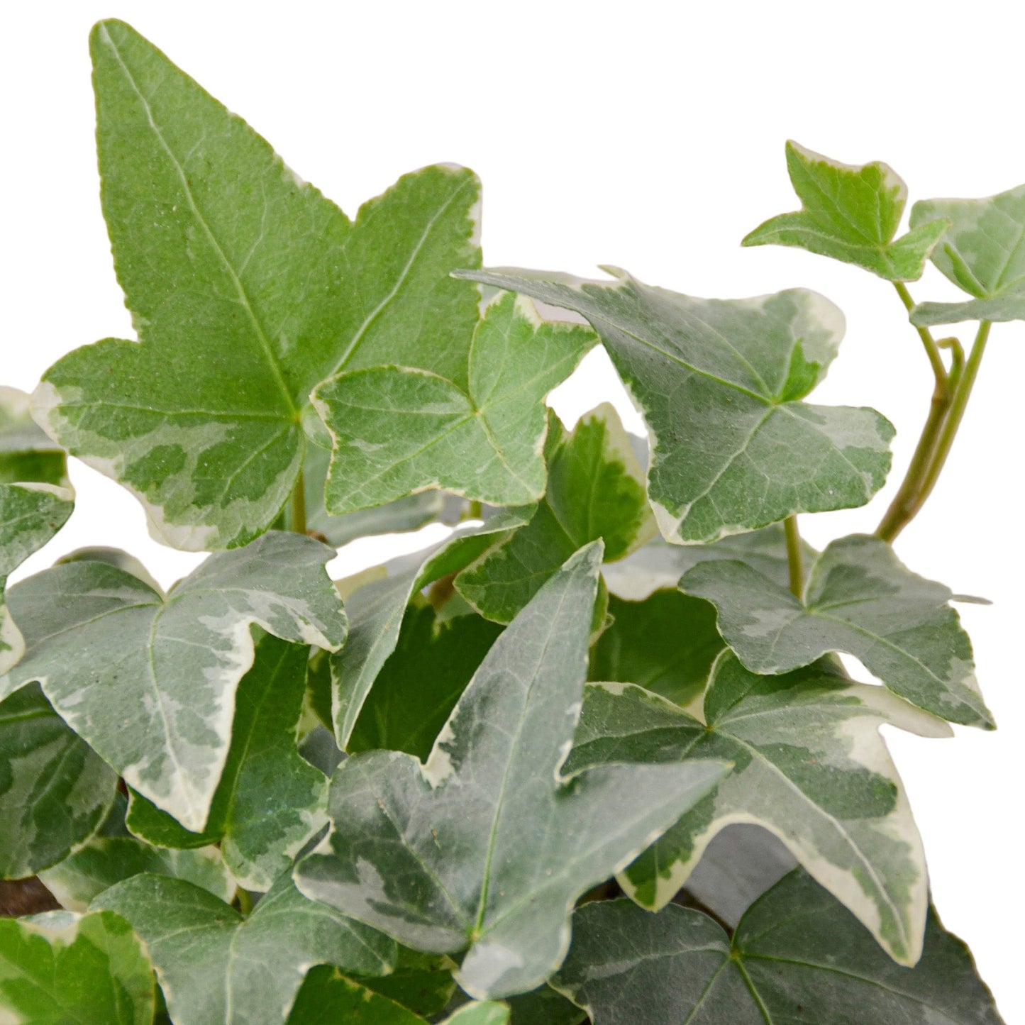 English Ivy 'Glacier' - Variegated Hedera helix