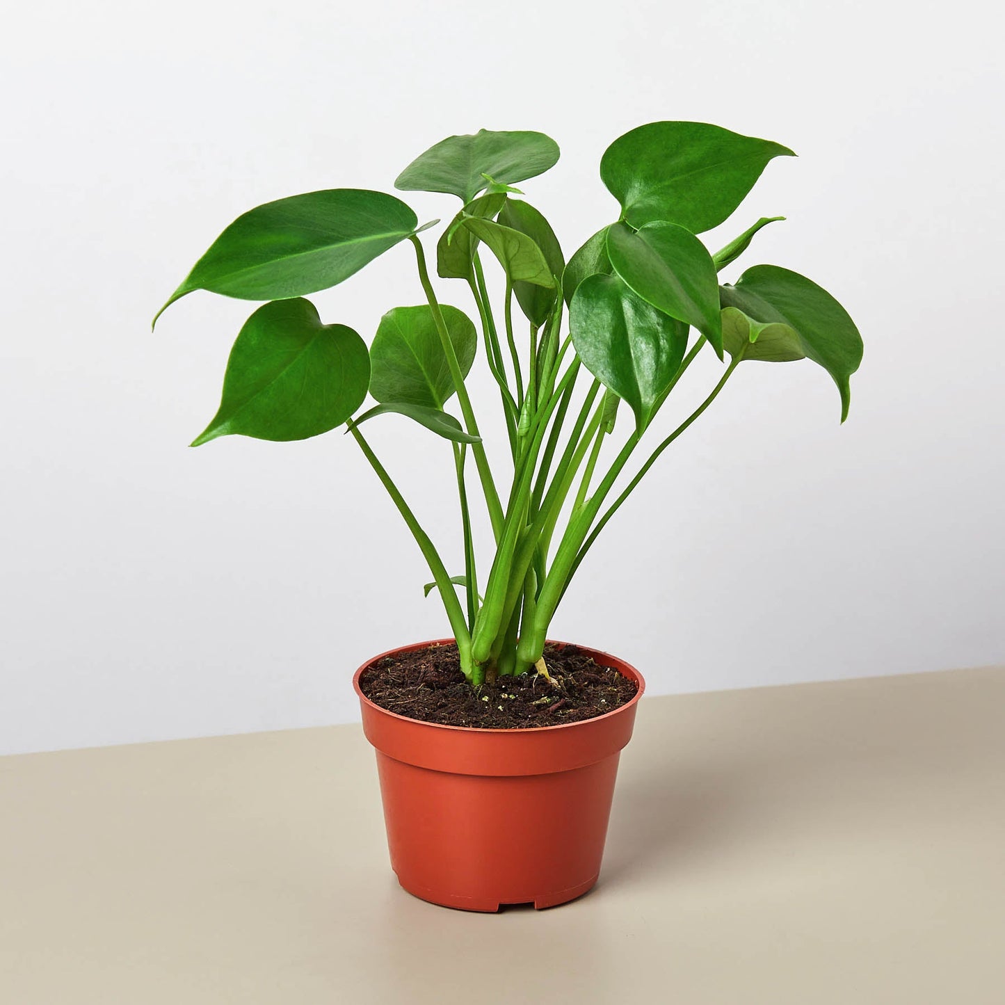 Monstera Bundle - 3 Iconic Plants