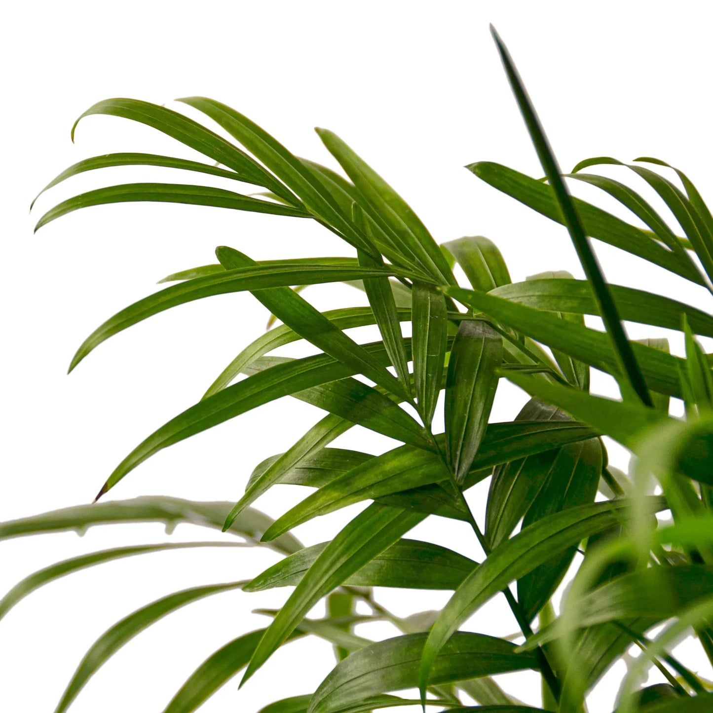 Parlor Palm | Pet-Friendly, Low Light Air Purifier