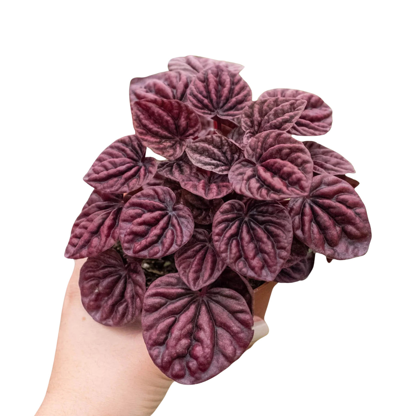 Peperomia 'Ripple Red' - Easy Care Desk Plant
