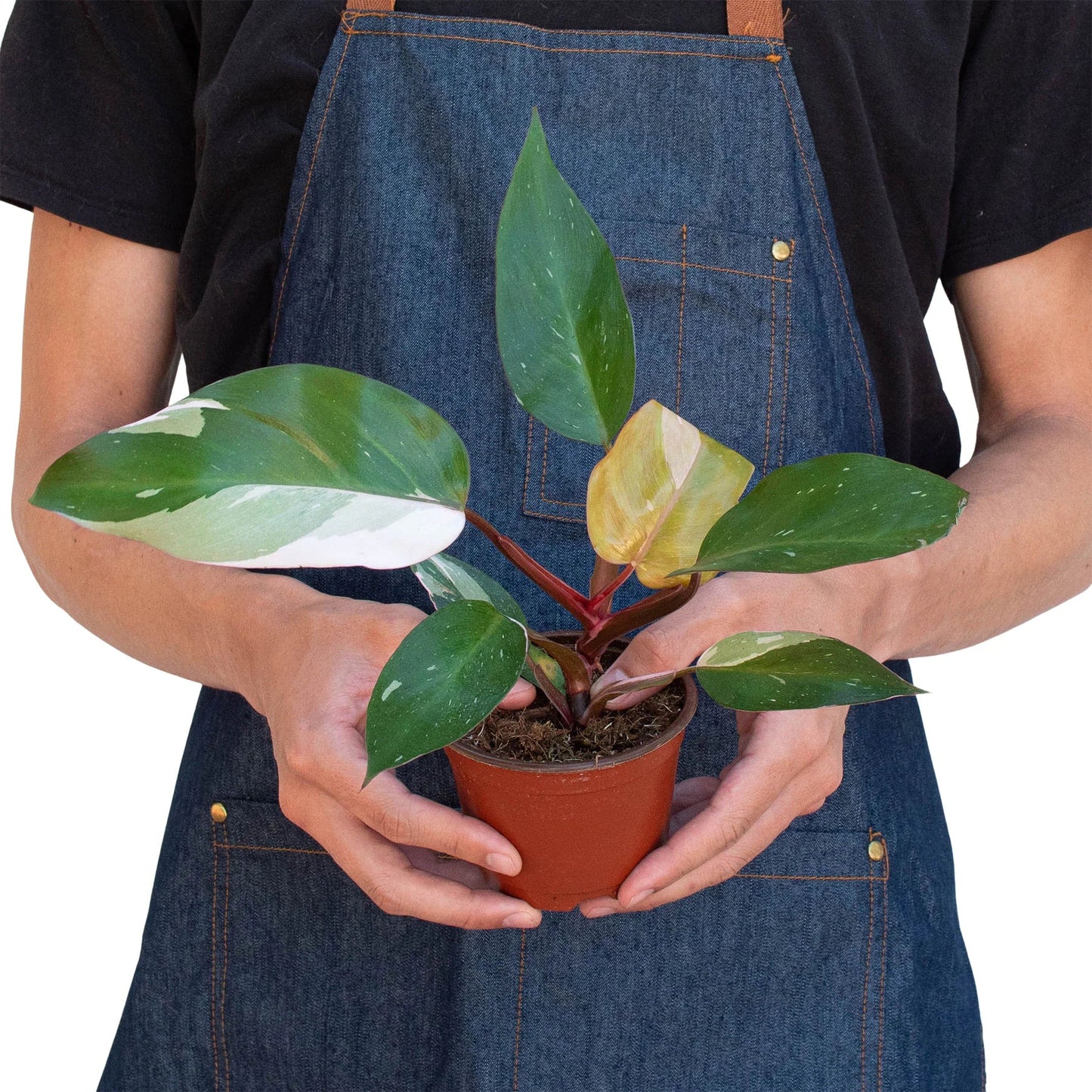 Philodendron 'Pink Princess' - Variegated Aroid