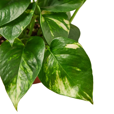 Golden Pothos | Trailing, Easy-Care Hanging Vine
