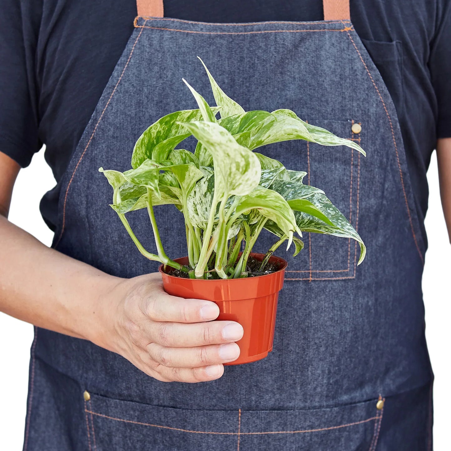 Marble Queen Pothos | White Variegated Vine