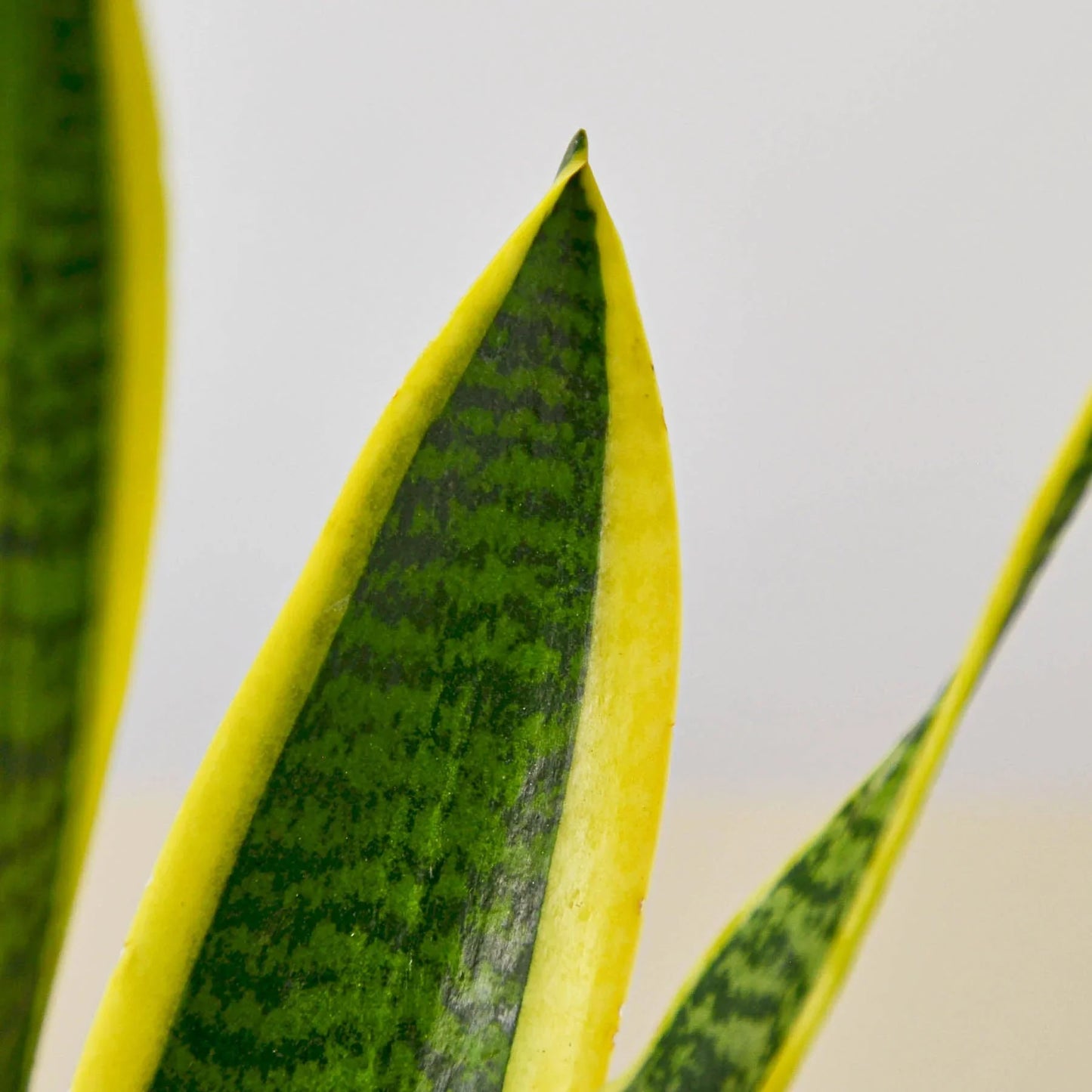Snake Plant ‘Laurentii’ | Bold, Air-Purifying Foliage