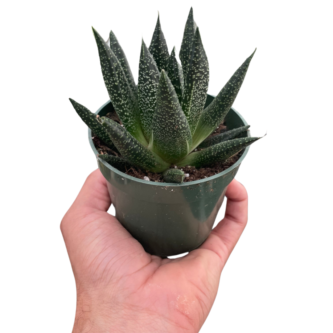 Gasteria ‘Durban’ | Unique, Low Maintenance Accent