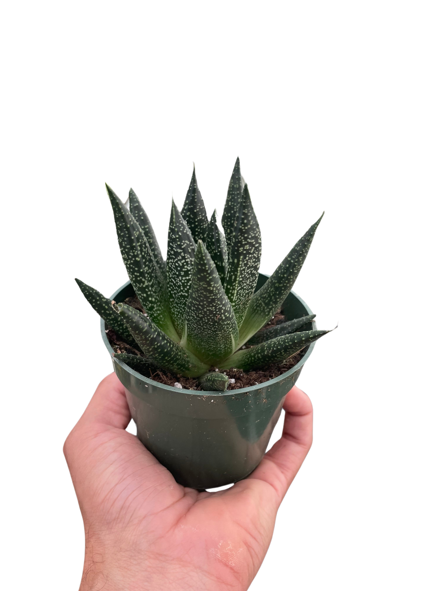 Gasteria ‘Durban’ | Unique, Low Maintenance Accent