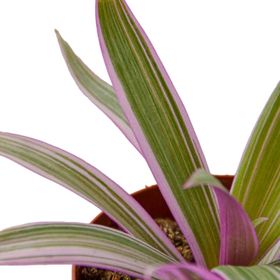 Easy-care Oyster Plant with purple edged green striped leaves in a small pot bold pattern and vibrant color. Shipped live by Plants & Roses Inc.