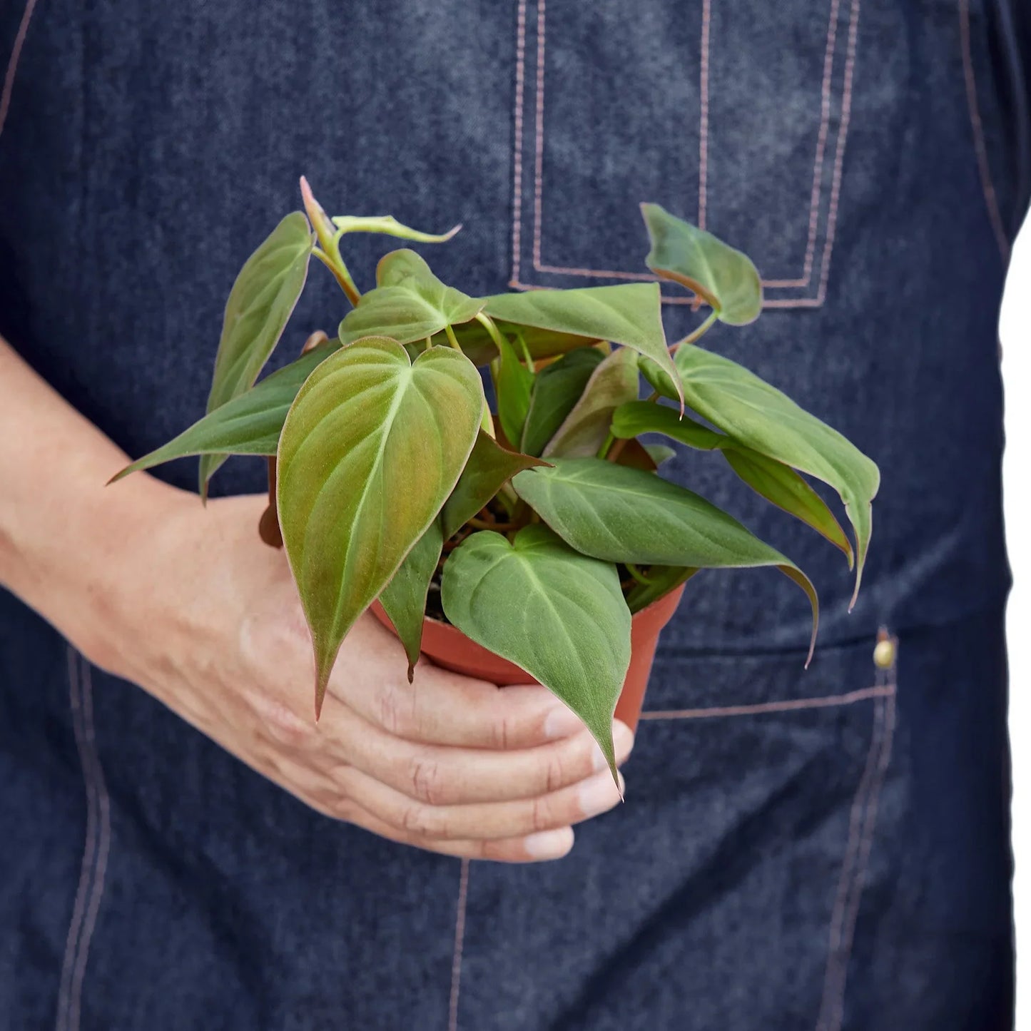 Philodendron ‘Velvet’ | Lush Trailing Foliage Plant