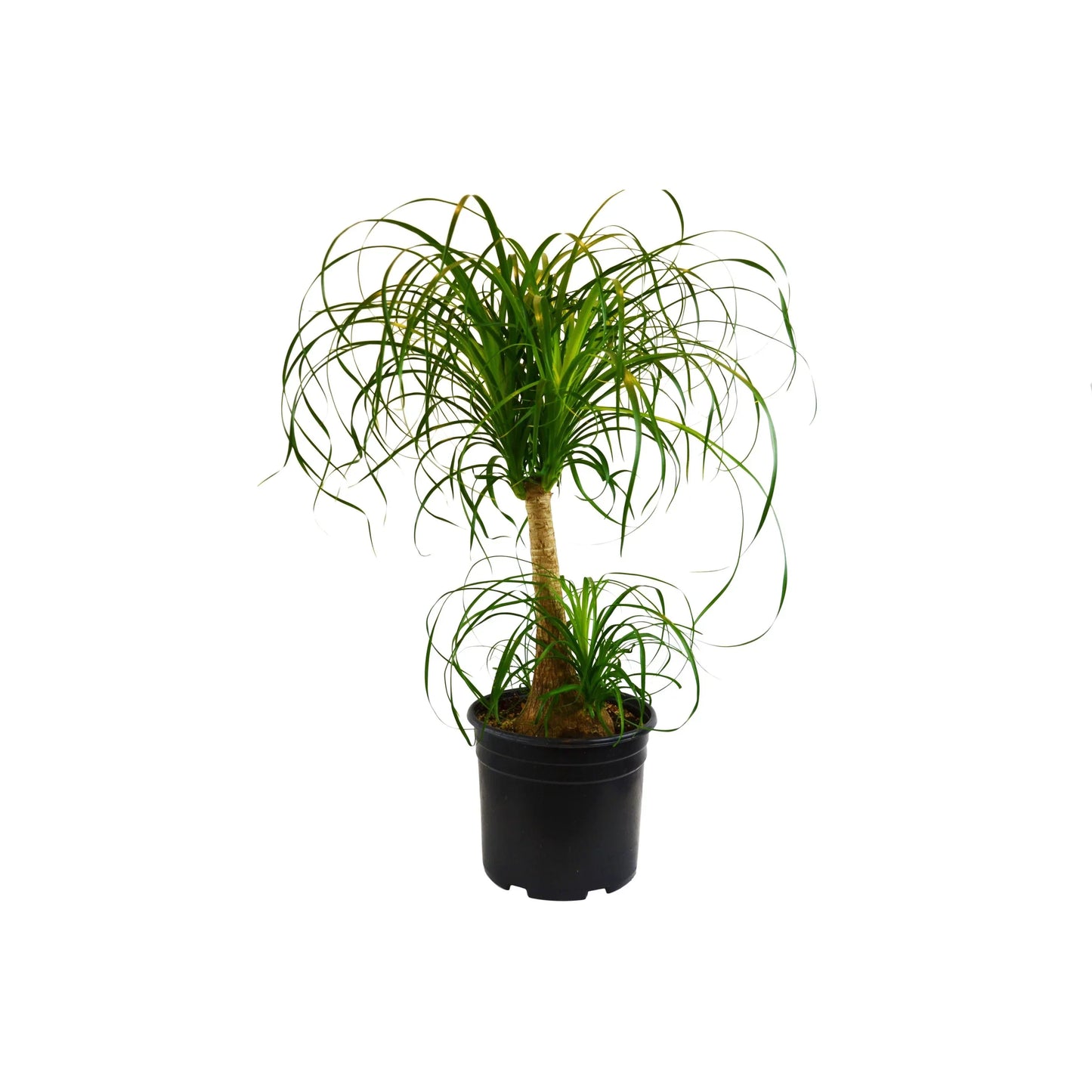 Ponytail Palm – Drought-Tolerant Sculptural Indoor Tree