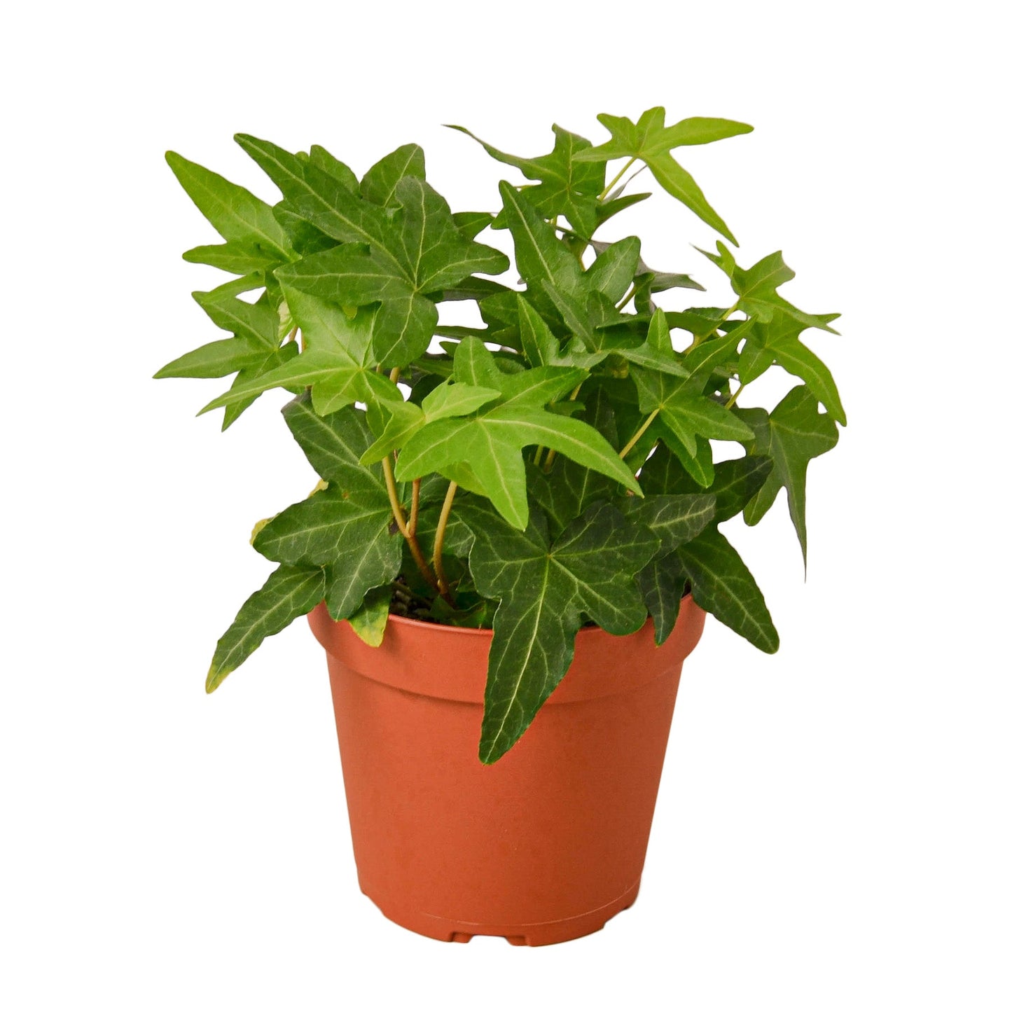 English Ivy | Fast-Growing, Classic Indoor Vine