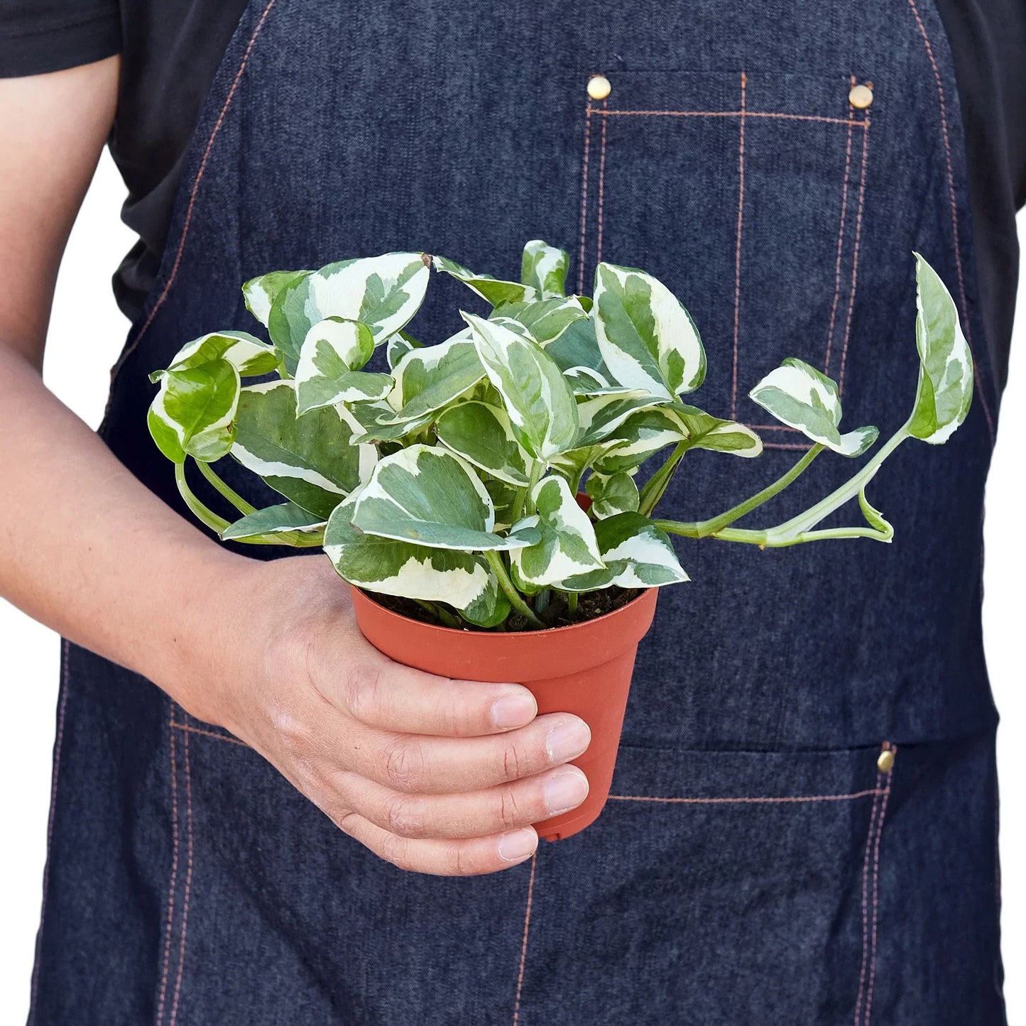 Pothos 'N’Joy' | Easy-Care Trailing Plant