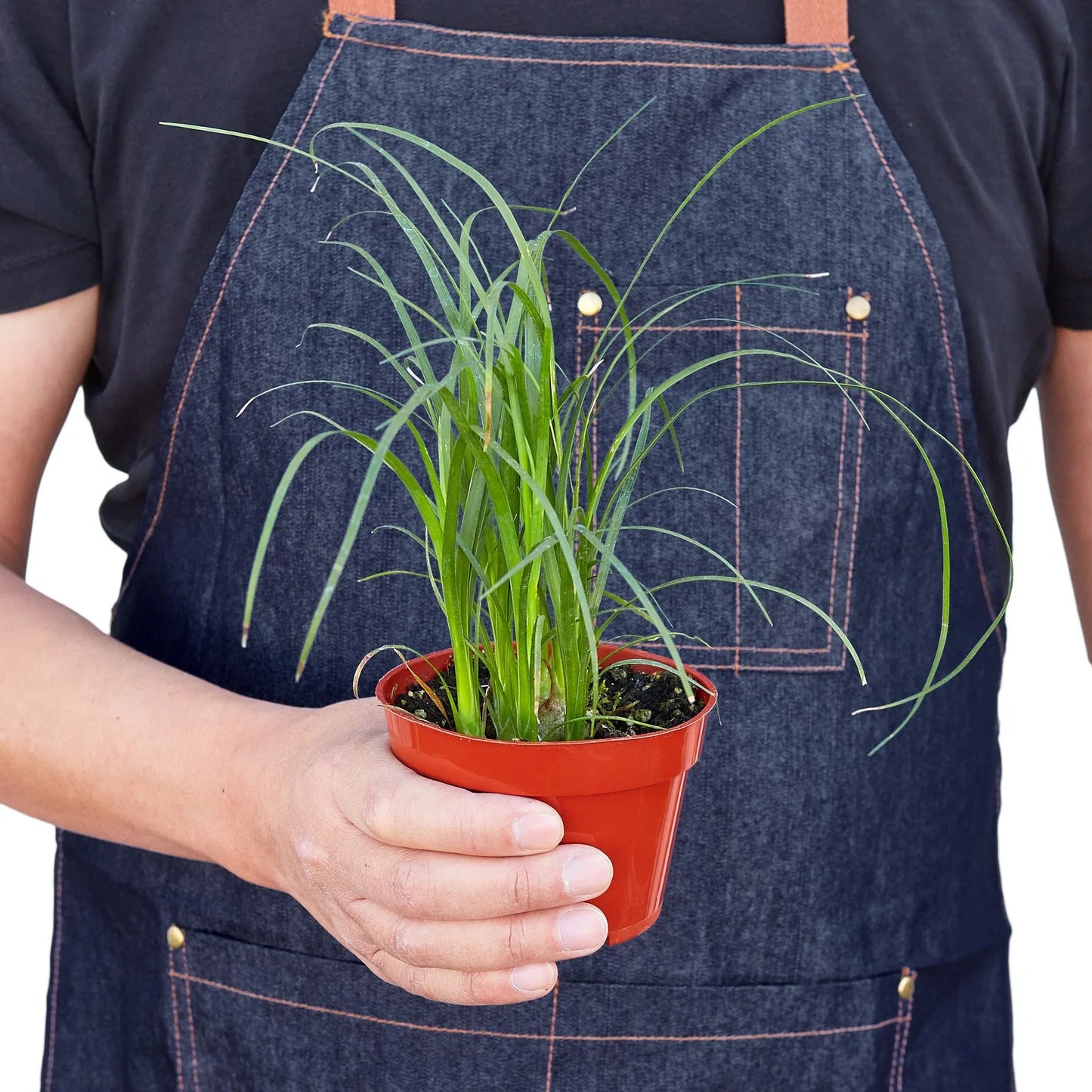Ponytail Palm – Drought-Tolerant Sculptural Indoor Tree