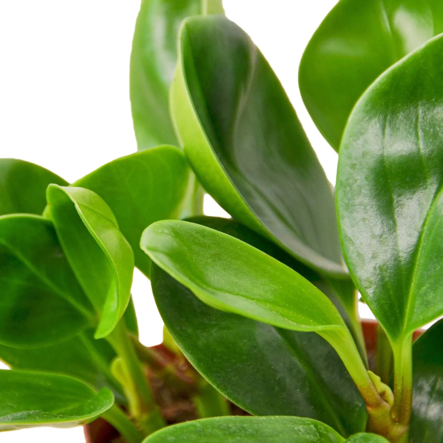 Peperomia Thailand | Pet-Safe, Easy-Care Desk Plant