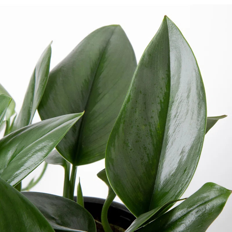 A small houseplant (e.g., a succulent or herb) thriving in the white 6-inch self-watering planter, demonstrating its use.
