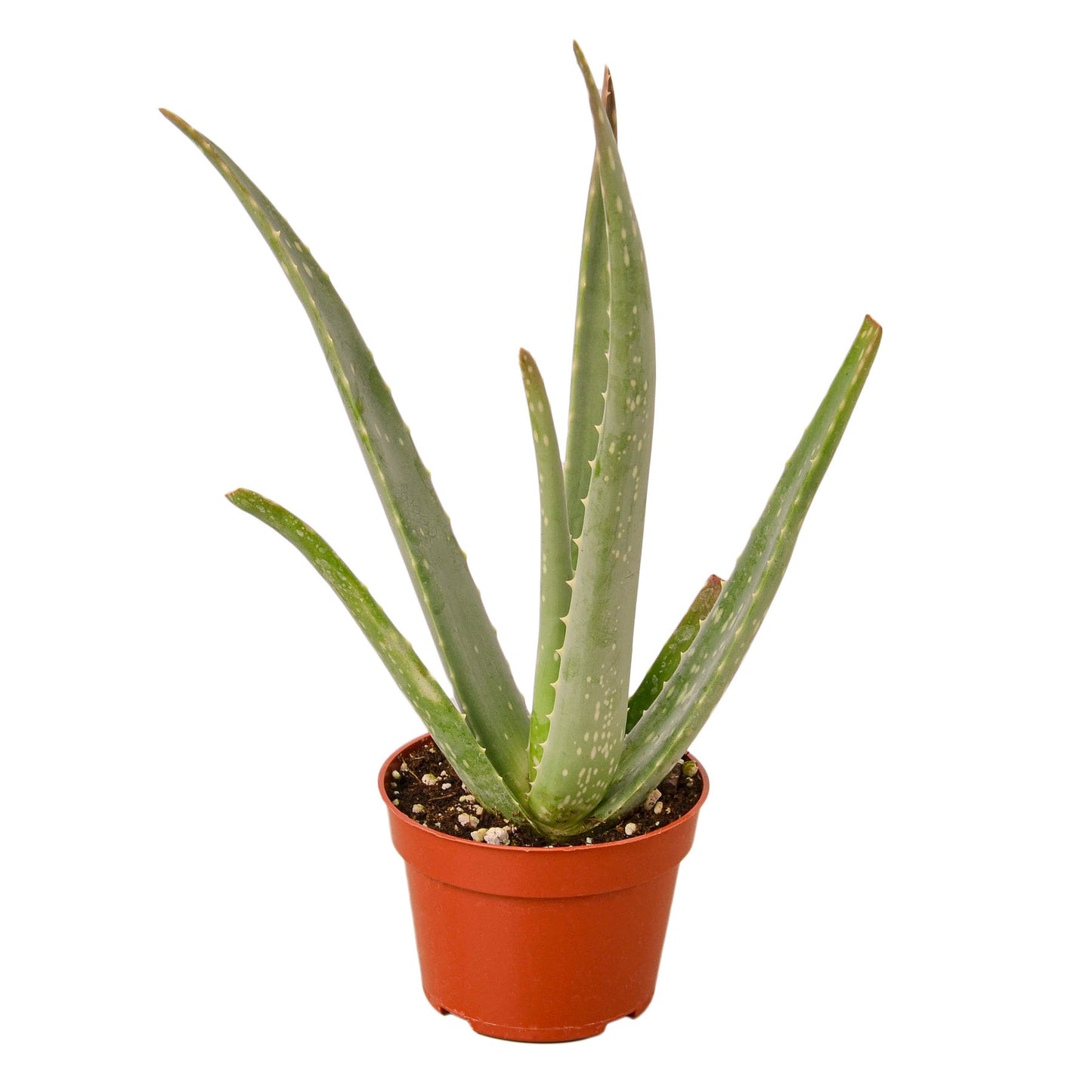 Aloe Vera | Healing Succulent for Easy Indoor Care