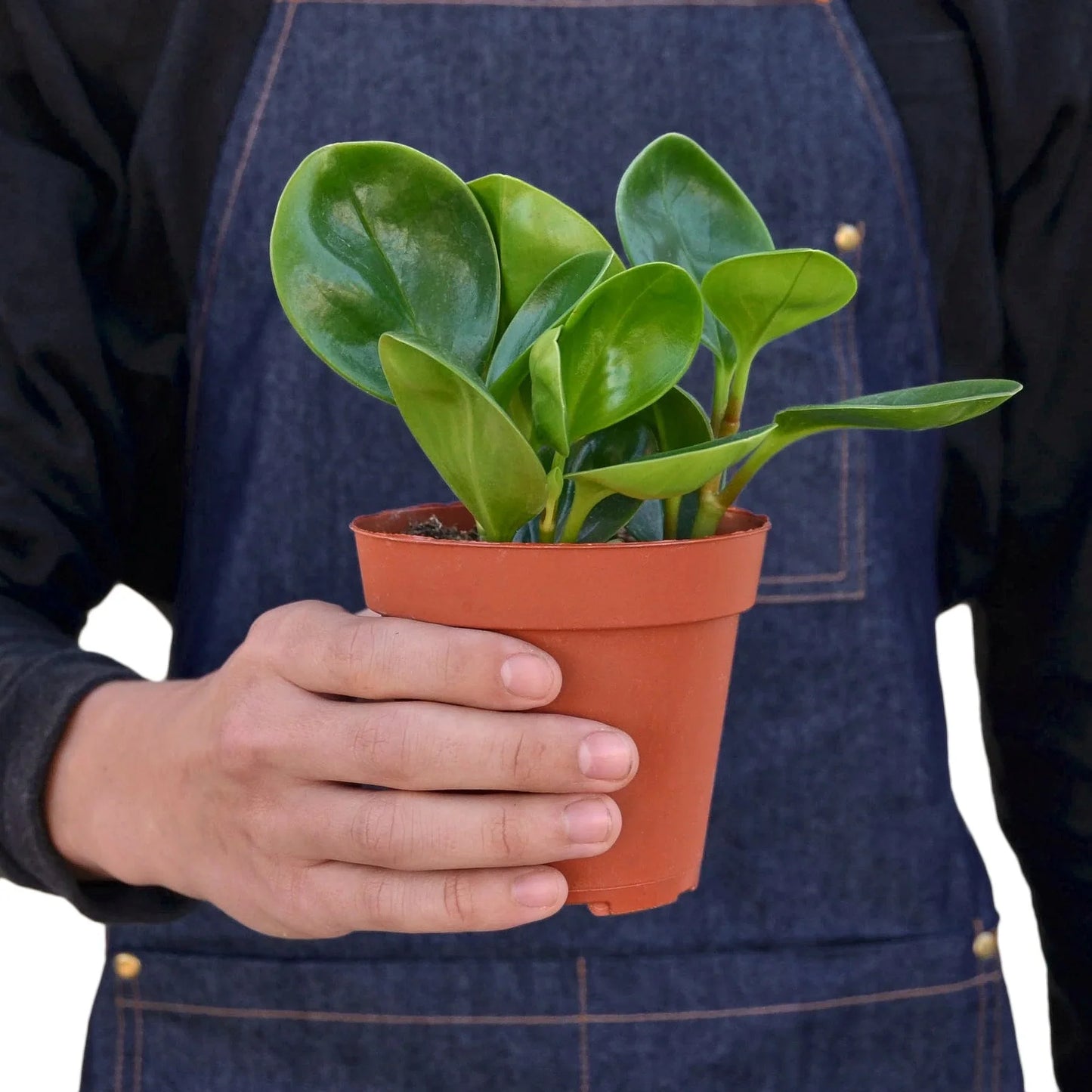 Peperomia Thailand | Pet-Safe, Easy-Care Desk Plant