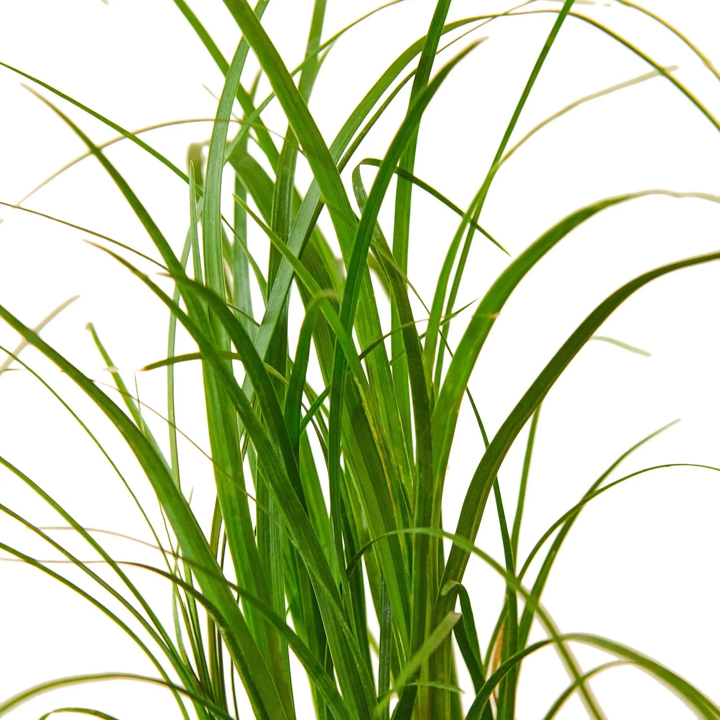Ponytail Palm – Drought-Tolerant Sculptural Indoor Tree