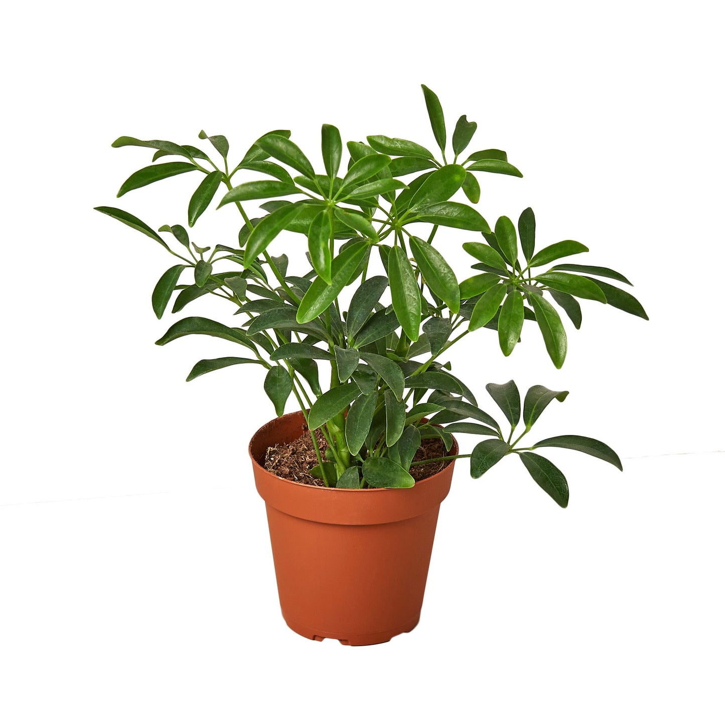 Schefflera ‘Umbrella’ | Easy-Care Indoor Tree