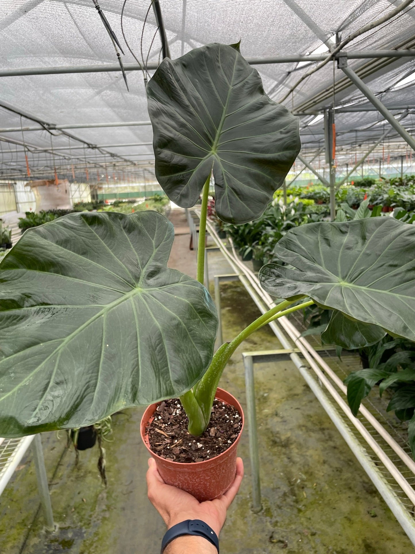 Alocasia 'Regal Shields' - Majestic Elephant Ear Plant