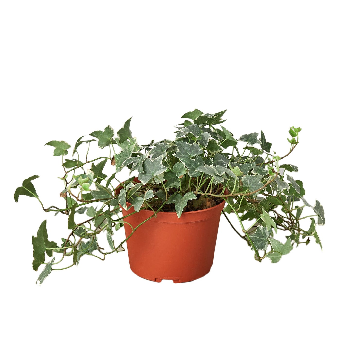 English Ivy 'Glacier' - Variegated Hedera helix