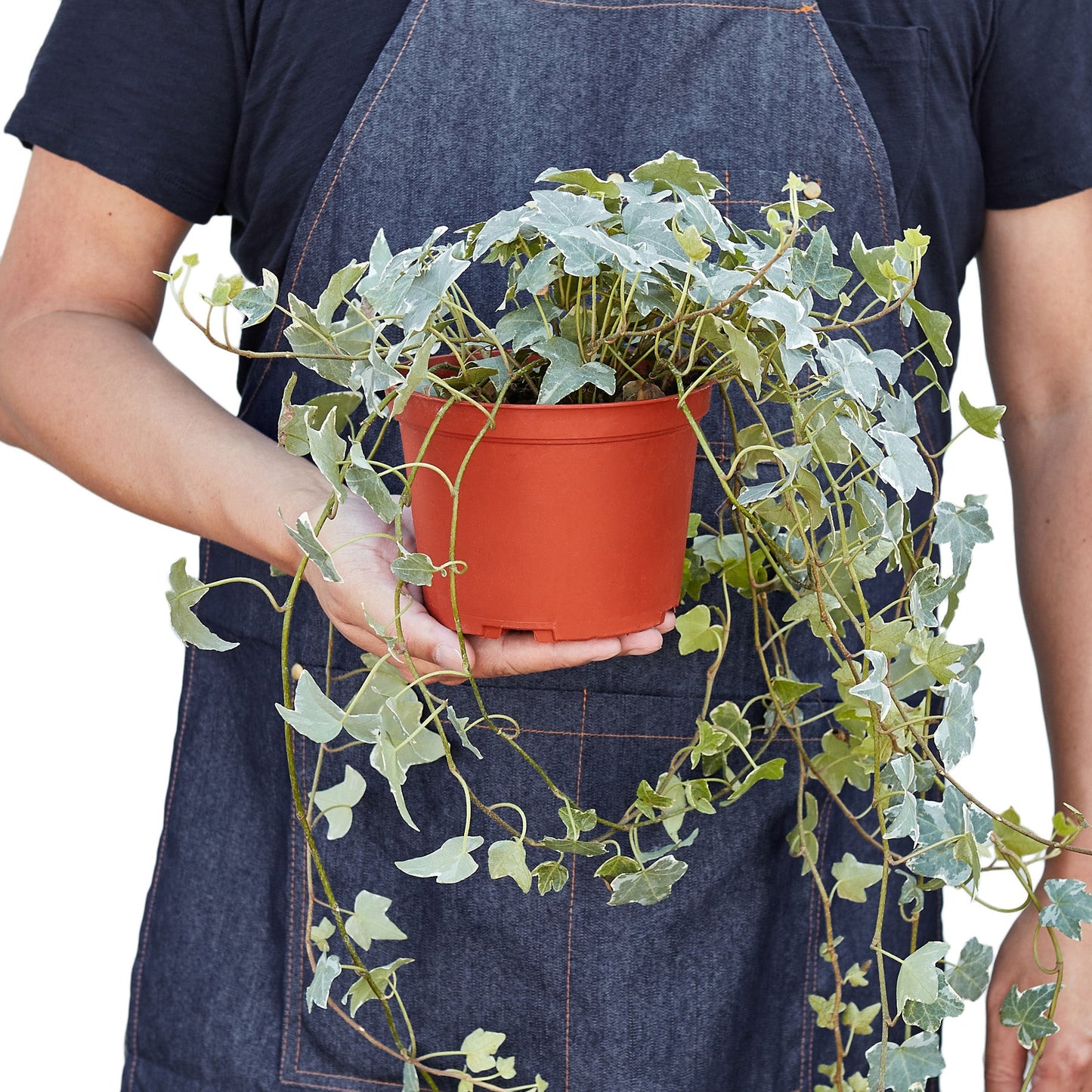 English Ivy 'Glacier' - Variegated Hedera helix