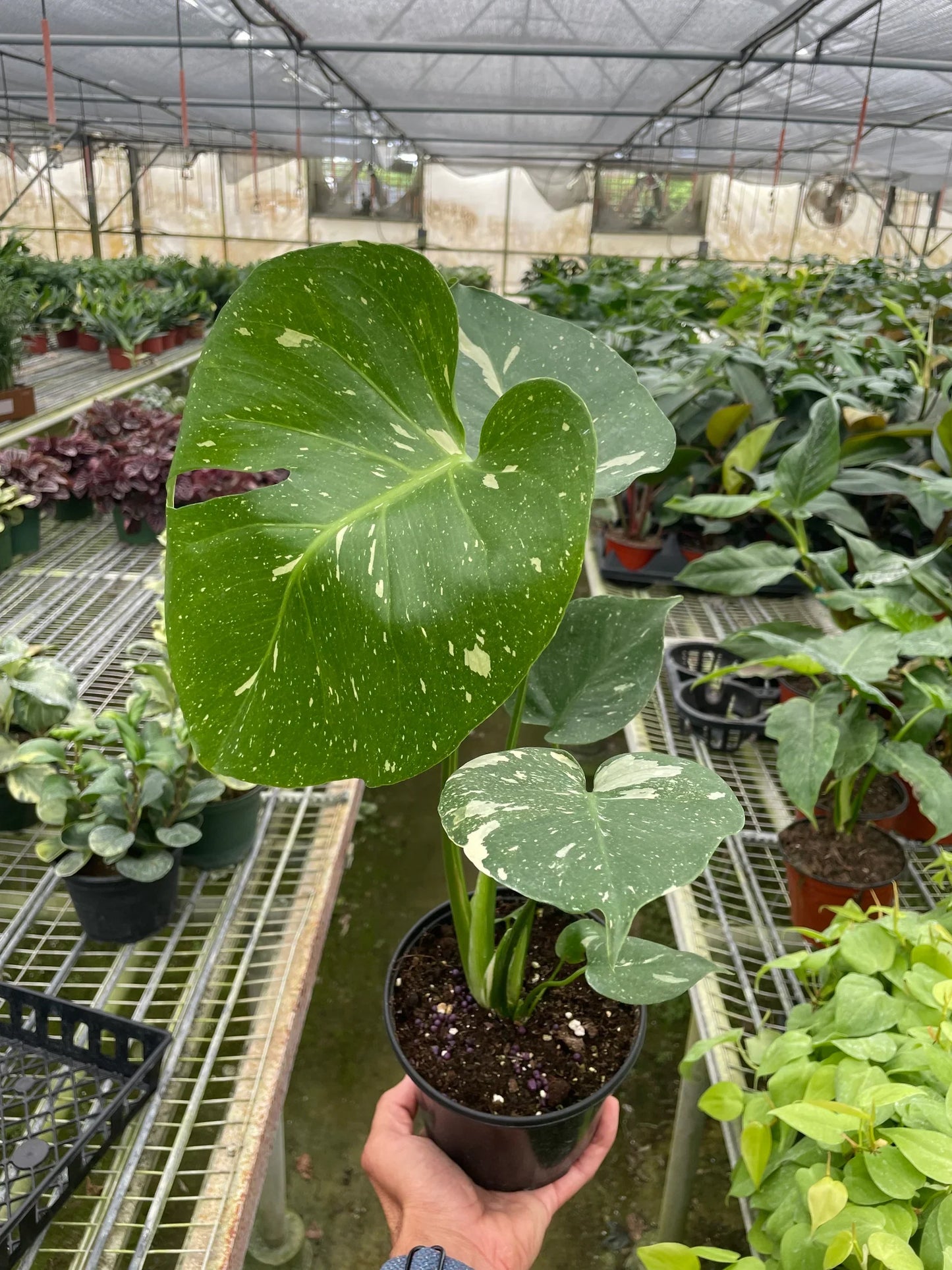 Monstera 'Thai Constellation' - Variegated