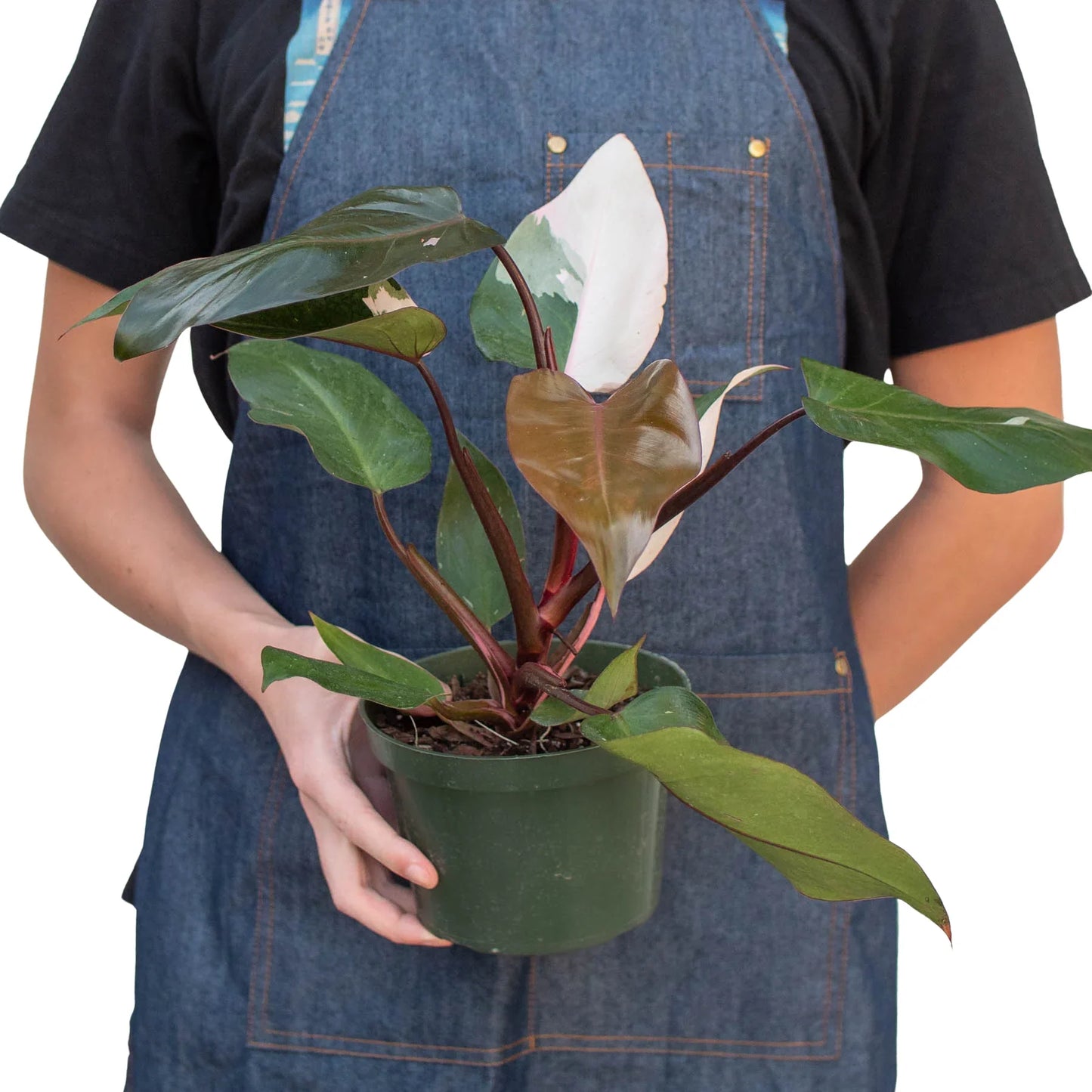 Philodendron 'Pink Princess' - Variegated Aroid