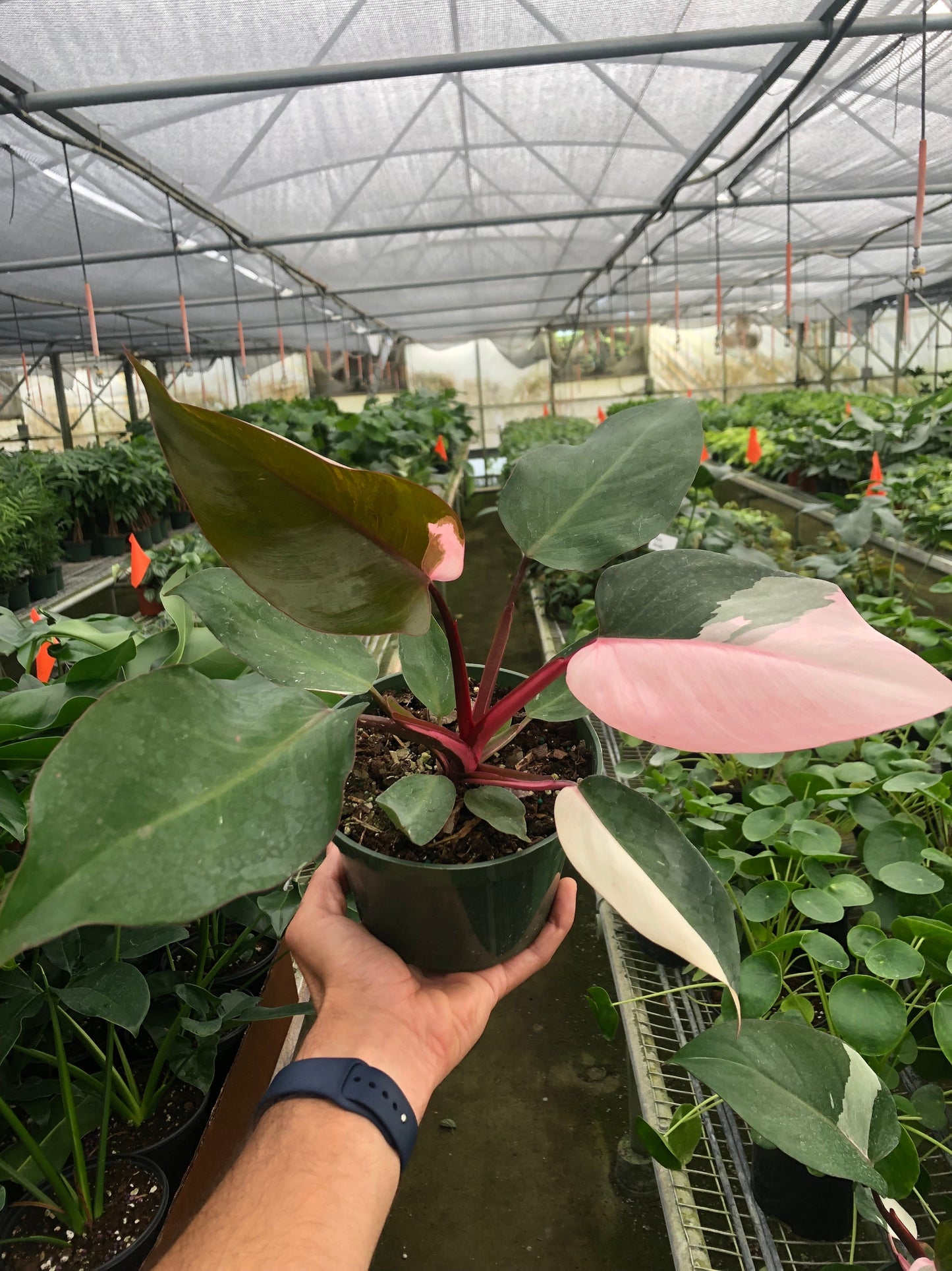 Philodendron 'Pink Princess' - Variegated Aroid