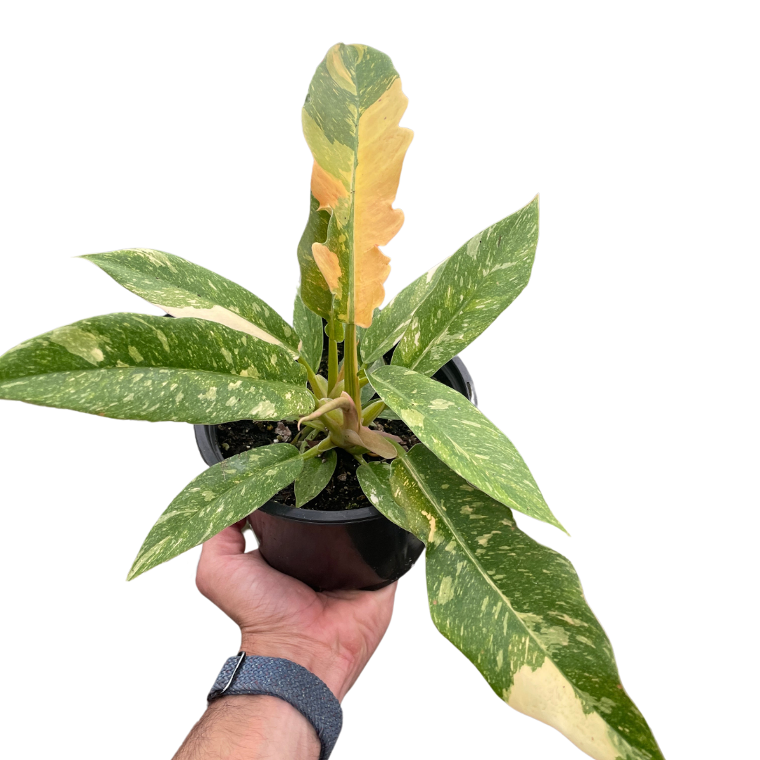 Philodendron 'Ring of Fire' - Variegated
