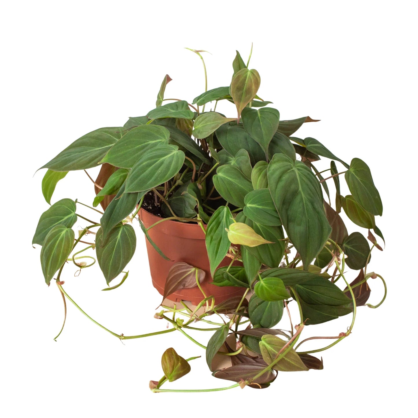 Philodendron ‘Velvet’ | Lush Trailing Foliage Plant