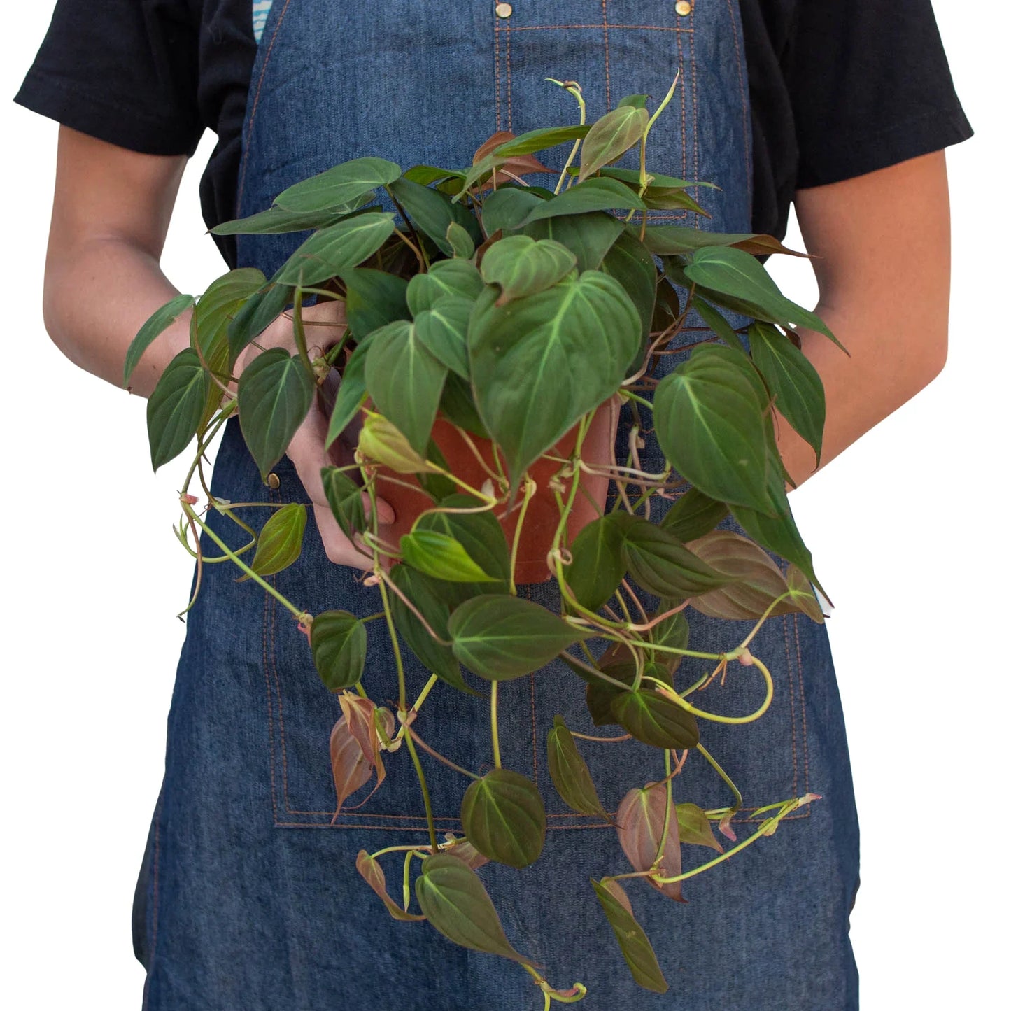 Philodendron ‘Velvet’ | Lush Trailing Foliage Plant