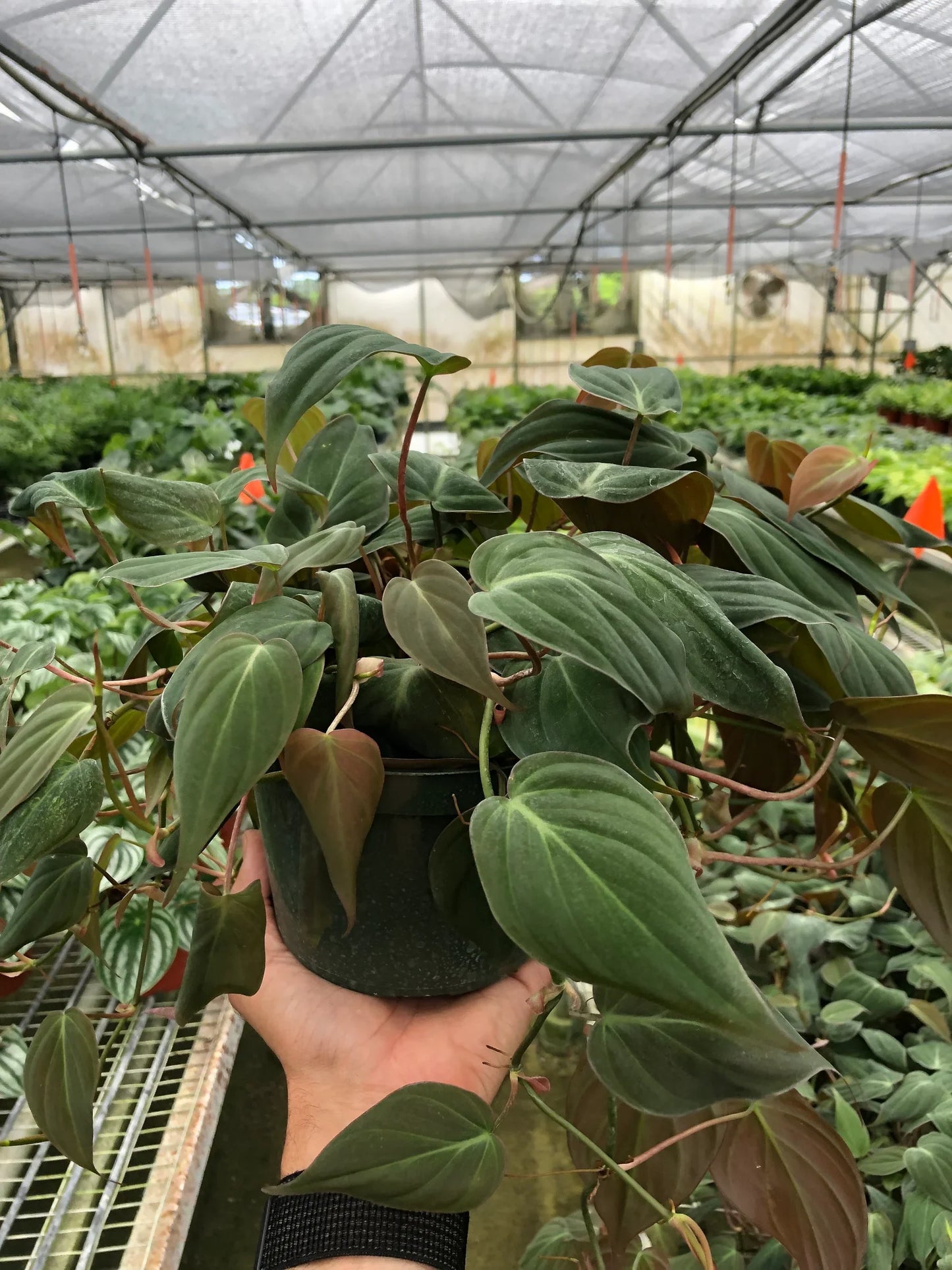 Philodendron ‘Velvet’ | Lush Trailing Foliage Plant