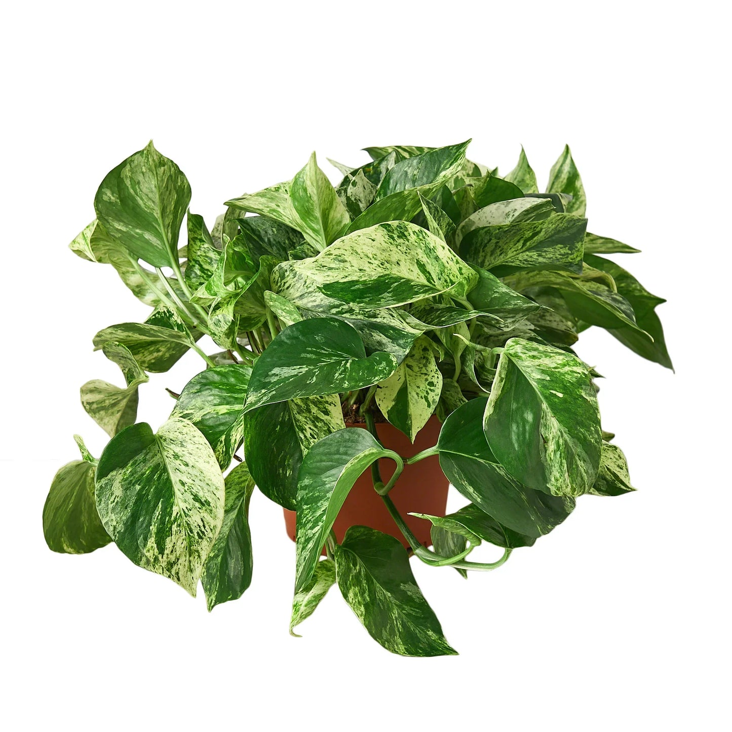 Marble Queen Pothos | White Variegated Vine