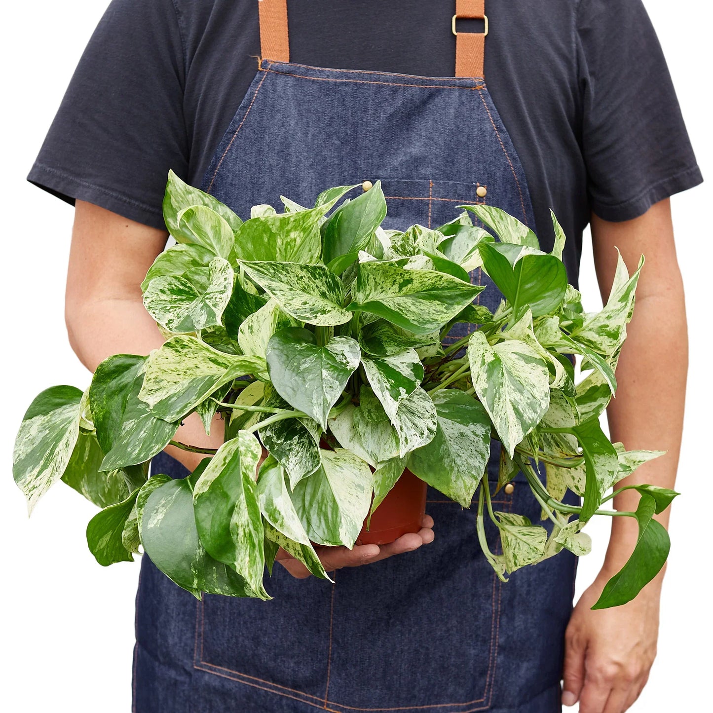 Marble Queen Pothos | White Variegated Vine