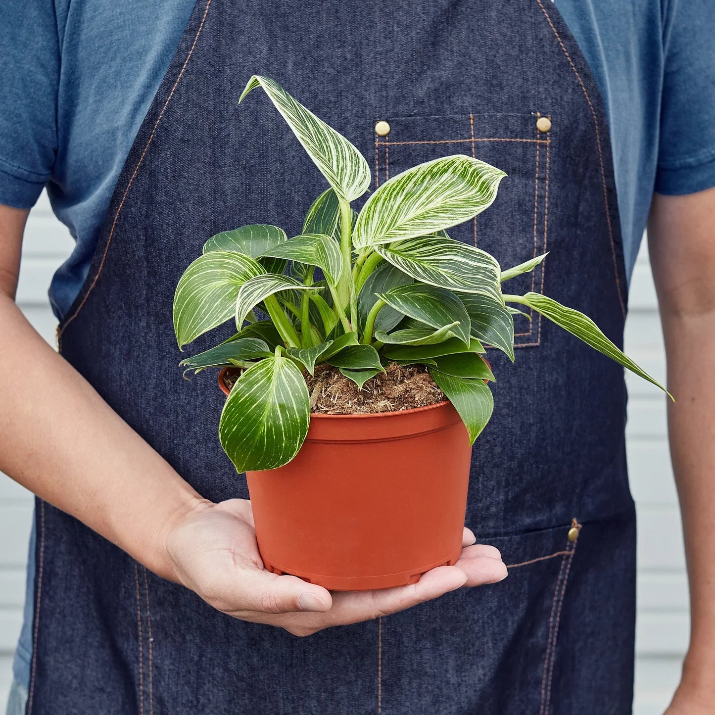 Philodendron 'Birkin' - Striking Pinstripe Foliage